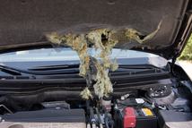 A motor zajszigetelése finom: ez a nyest véleménye is