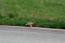 roadkill3