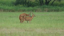 Rendesen megadják az őzek a módját