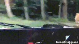 20851720_1326076_da22b4657ff34709517b518afb3f8d90_wm.gif