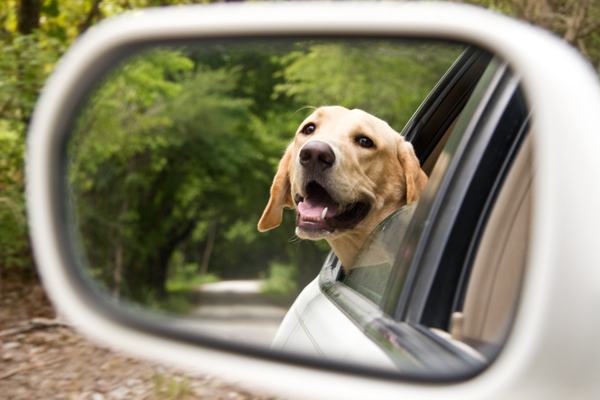 Sunday drive through country, on tree-covered dirt road with labrador retriever. Dog has his head out window and looks happy to be going for ride and appears to be smiling.
