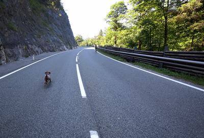 27 June 2026, Austria, Reutte: A dog is running on the closed B179 Fernpass Road. Photo: Karl-Josef Hildenbrand/dpa (Photo by Karl-Josef Hildenbrand/picture alliance via Getty Images)