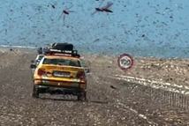 budapest-bamako-sáska