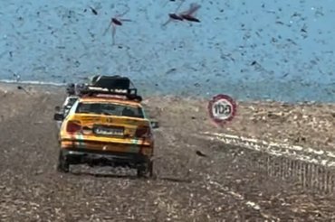 budapest-bamako-sáska