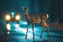 (PR) deer in headlights